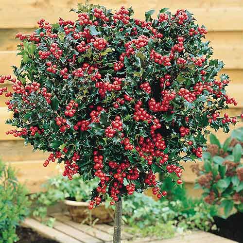 Джел остролистен Blue Angel артикул фото 1 Джел остролистен Blue Angel изображение 1 артикул 4743