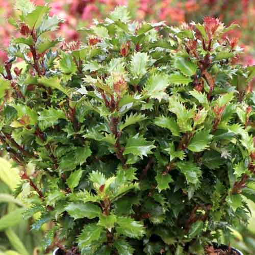 Джел остролистен Little Rascal Mondo артикул фото 1 Джел остролистен Little Rascal Mondo изображение 1 артикул 4745