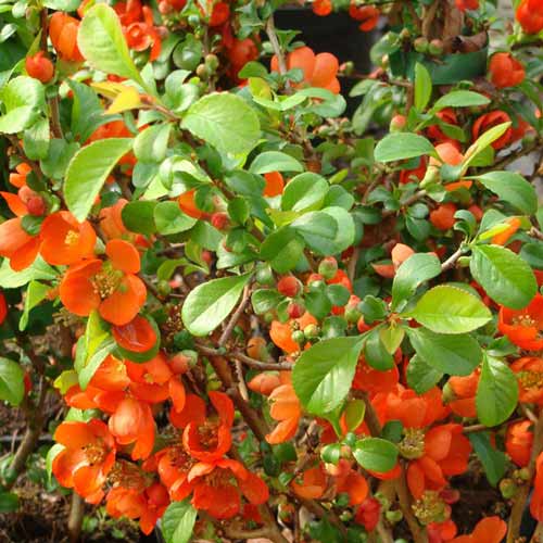 Дюля японска Clementine изображение 1 артикул 9288