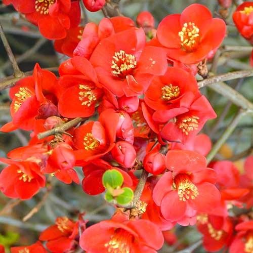 Дюля японска Crimson And Gold изображение 1 артикул 9202