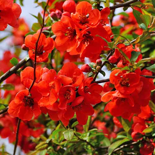 Дюля японска Nicoline изображение 1 артикул 4706