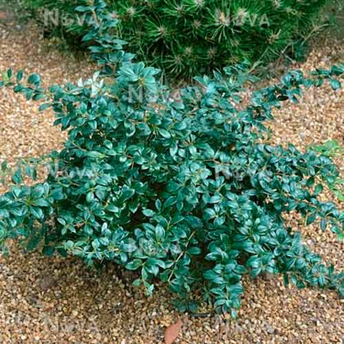 Дюля японска Parkjuweel изображение 1 артикул 4707