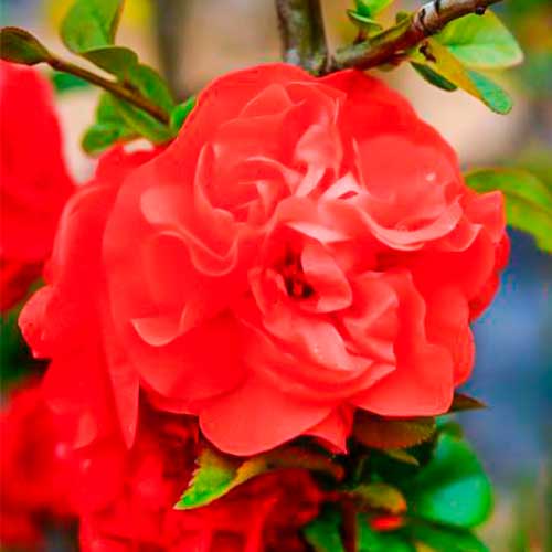 Дюля японска Orange Storm изображение 1 артикул 5591