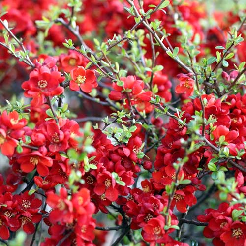 Дюля японска Sargentii, P9 изображение 1 артикул 1576