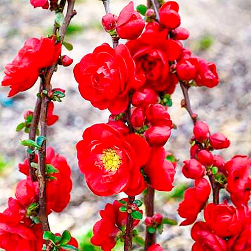 Дюля японска Scarlet Storm изображение 1 артикул 5593