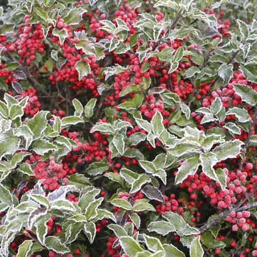 Джел (Ilex) Blue Princess, С2 артикул фото 1 Джел (Ilex) Blue Princess, С2 изображение 1 артикул 8551