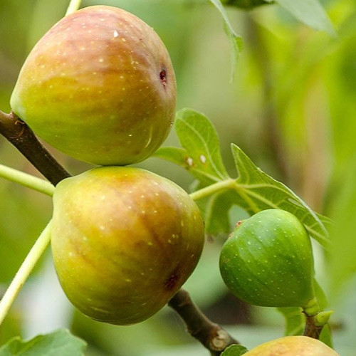 Смокиня Gentile Bianco, С2 изображение 1 артикул 5184