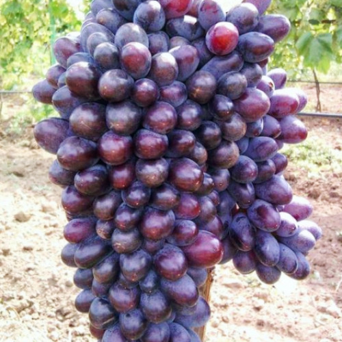 Лоза Jupiter изображение 1 артикул 6955