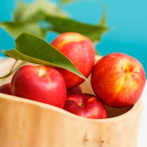 Нектарина Star Coral артикул фото 1 Нектарина Star Coral изображение 1 артикул 7979