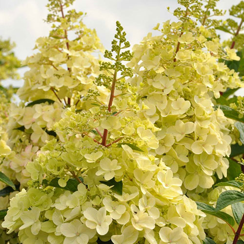 Хортензия метличеста Candlelight изображение 1 артикул 9037