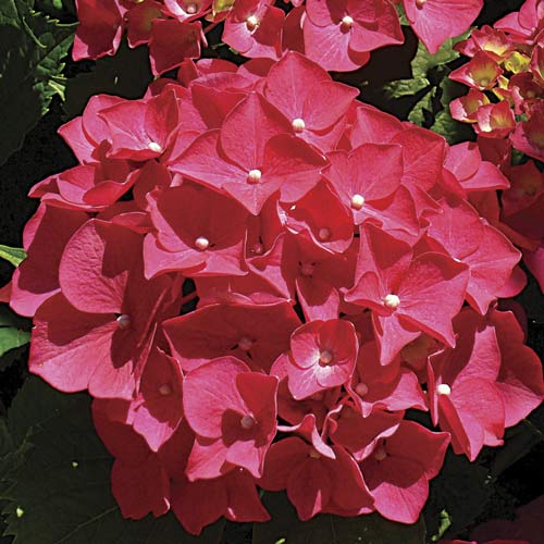 Хортензия едролистна Red Miss Hepburn, P9 артикул фото 1 Хортензия едролистна Red Miss Hepburn, P9 изображение 1 артикул 9032