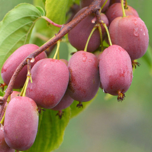 Актинидия Purpurna Sadowa изображение 1 артикул 9315