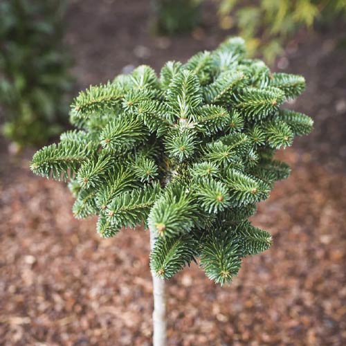 Ела корейска Forest Child, C4 артикул фото 1 Ела корейска Forest Child, C4 изображение 1 артикул 8240