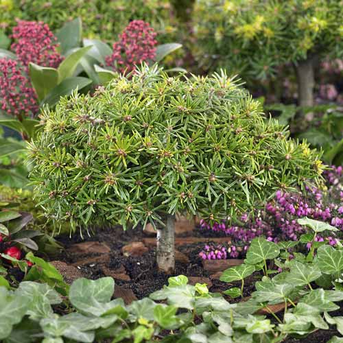 Ела корейска Kristall Kugel, C4 изображение 1 артикул 8242