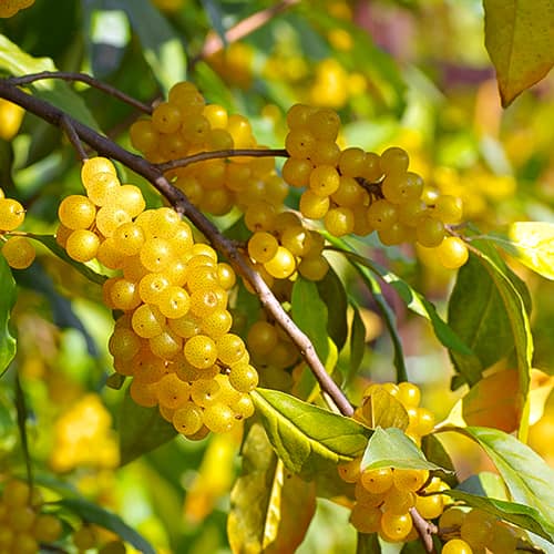 Elaeagnus umbellata Pointilla Fortunella®, С2 изображение 1 артикул 7770