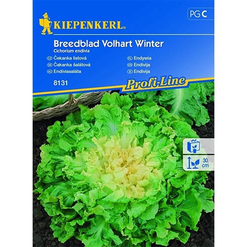 Ендивия Breedblad Volhart Winter изображение 1 артикул 96612