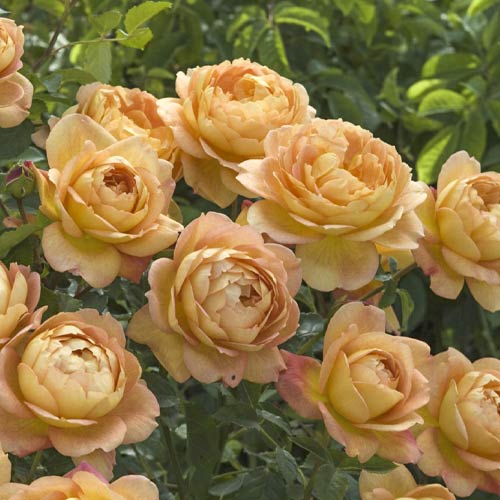 English Rose Lady of Shalott®, C3 изображение 1 артикул 6139