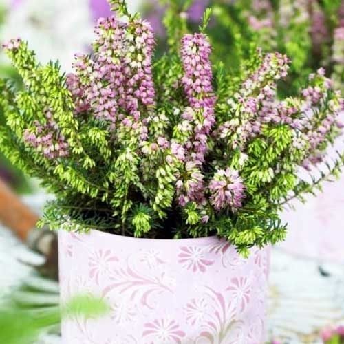 Ерика Darley Dale изображение 1 артикул 5596