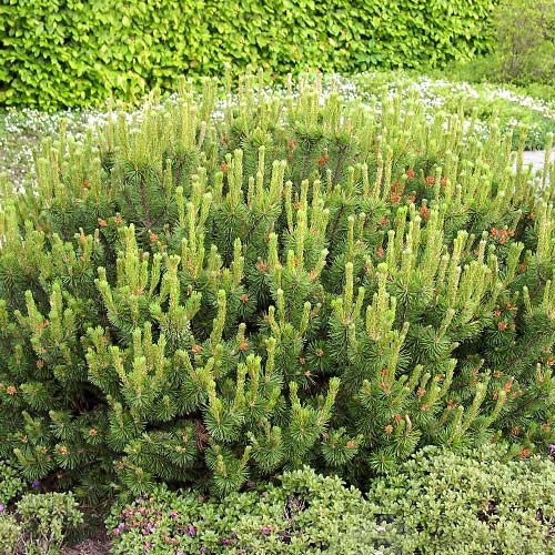 Бор Pumilio изображение 1 артикул 9461