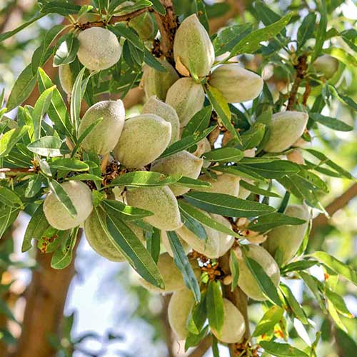 Бадем Vailfas изображение 1 артикул 6925