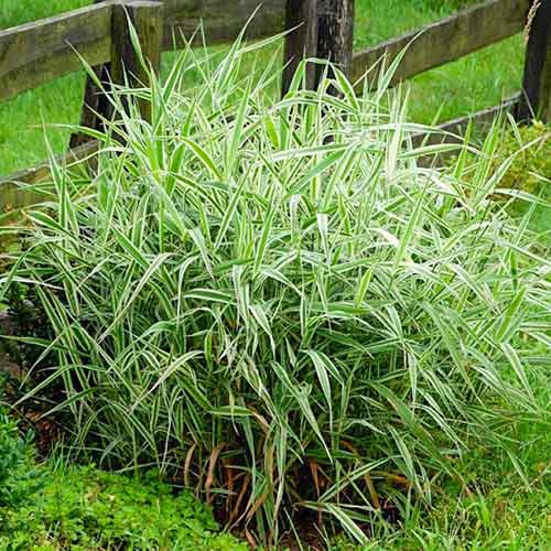 Фаларис Luteopicta изображение 1 артикул 4785