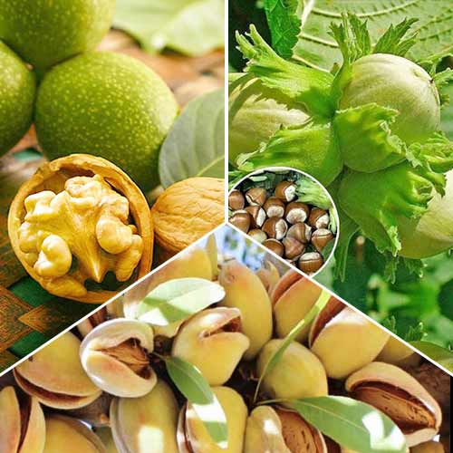 Супер оферта! Комплект ядки,  3 вида изображение 1 артикул 6944