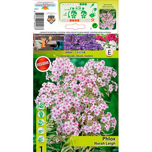 Флокс Nora Leigh изображение 1 артикул 70447