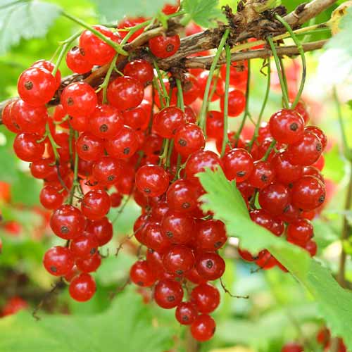 Френско грозде Jonkheer van Tets, Р9 изображение 1 артикул 7601