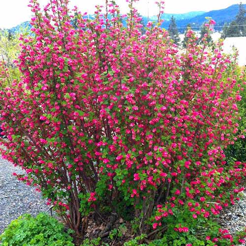 Френско грозде King Edward VII артикул фото 1 Френско грозде King Edward VII изображение 1 артикул 76655