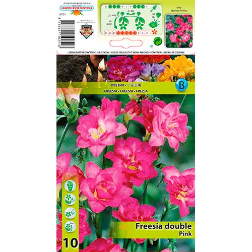 Фрезия Double Pink артикул фото 1 Фрезия Double Pink изображение 1 артикул 76237