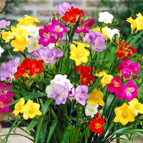 Фрезия Single, микс изображение 1 артикул 70390