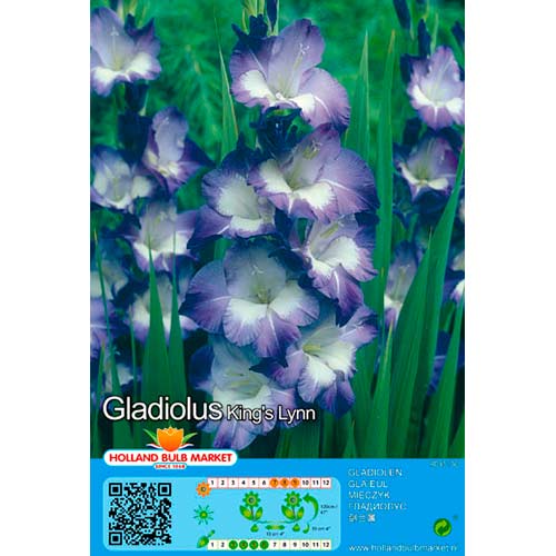Гладиола Kings Lynn изображение 1 артикул 76445
