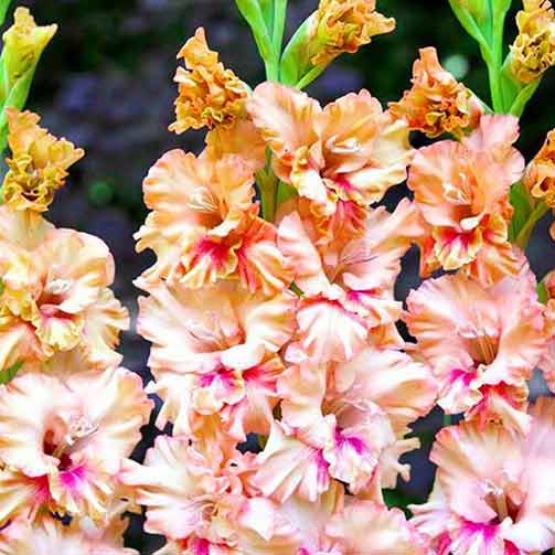 Гладиола Kissy Ruffle изображение 1 артикул 70396