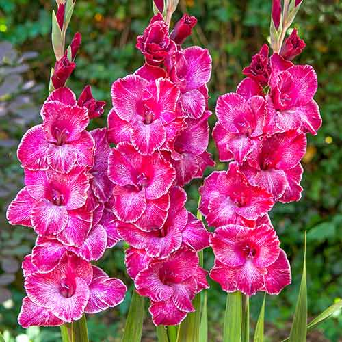 Гладиола Rasta Print изображение 1 артикул 70399