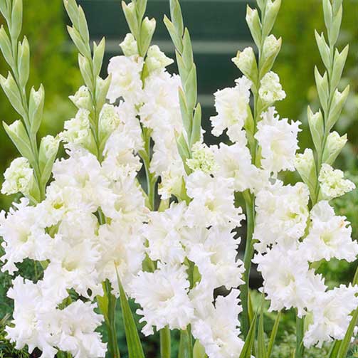 Гладиола Snowy Frizzle изображение 1 артикул 70401