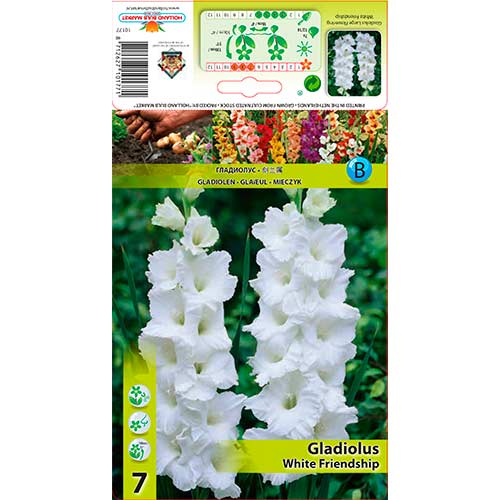 Гладиола White Friendship артикул фото 1 Гладиола White Friendship изображение 1 артикул 76589