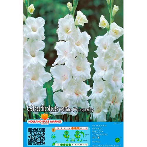 Гладиола White Prosperity артикул фото 1 Гладиола White Prosperity изображение 1 артикул 70466