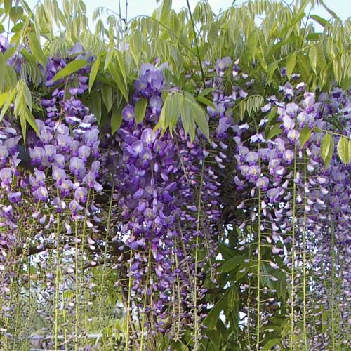 Wisteria floribunda Blue Dream, С2 изображение 1 артикул 8238