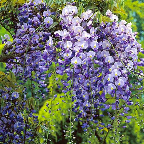 Глициния Longwood Purple, С2 артикул фото 1 Глициния Longwood Purple, С2 изображение 1 артикул 8239