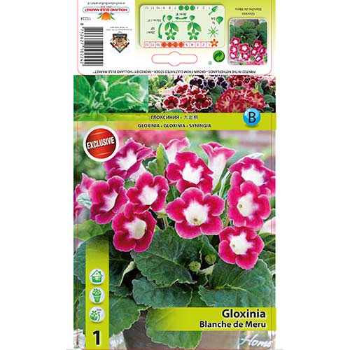 Глоксиния Blanche de Meru изображение 1 артикул 76259