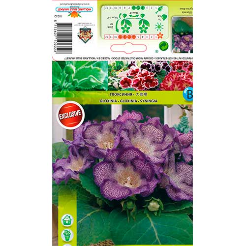 Глоксиния Tigrina Blue артикул фото 1 Глоксиния Tigrina Blue изображение 1 артикул 76261