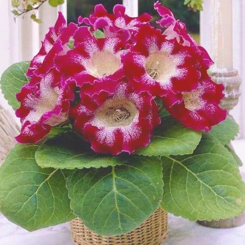 Глоксиния Tigrina Red изображение 1 артикул 70407