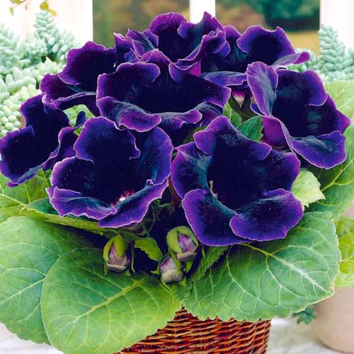 Глоксиния Violacea изображение 1 артикул 70408