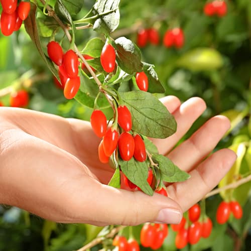 Годжи бери Korean Big, P9 изображение 1 артикул 9321