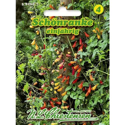 Грапав цимбопогон, смес изображение 1 артикул 96417