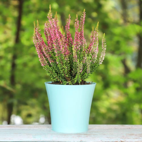 Хедър Athene изображение 1 артикул 5424