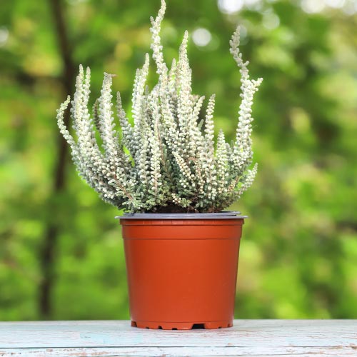 Хедър Betty изображение 1 артикул 5432