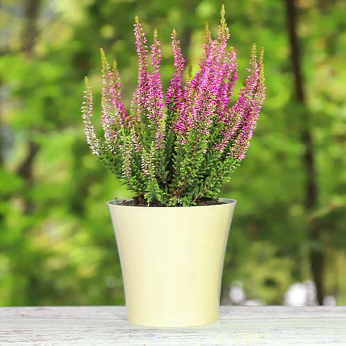 Хедър Dunja изображение 1 артикул 5437