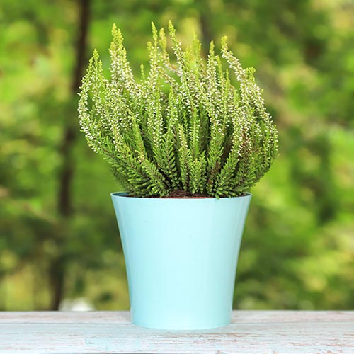 Хедър Elisa изображение 1 артикул 5438