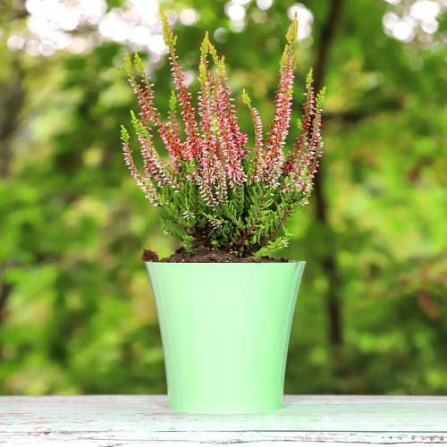 Хедър Franca изображение 1 артикул 5439